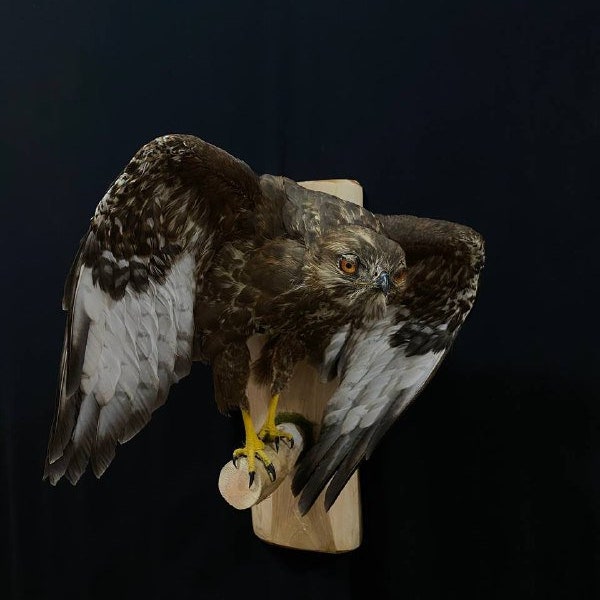 Buse de taxidermie Buteo buteo farcie