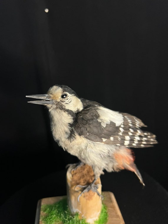 Real Stuffed Woodpecker Taxidermy Handmade dendrocopos Major 02 Etsy UK