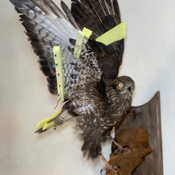 Véritable simulation de vol de buse de taxidermie Buteo buteo en peluche