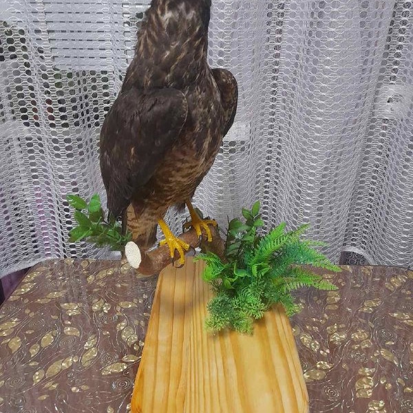 Véritable peluche Buteo buteo Taxidermie oiseau de proie