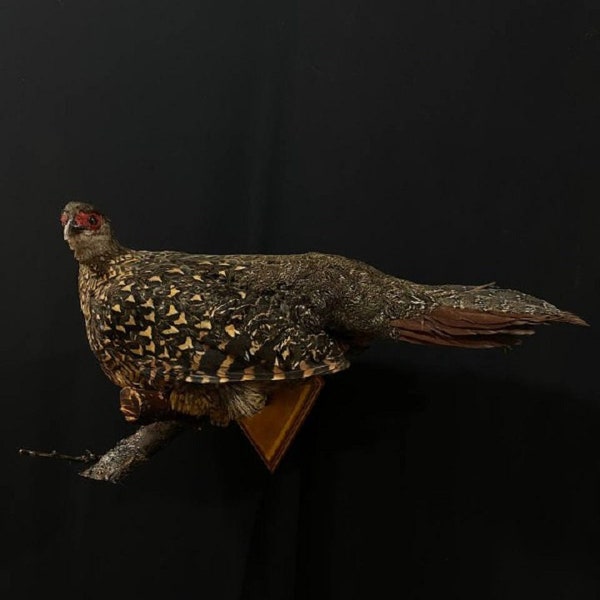 Véritable oiseau de taxidermie de faisan de Taiwan en peluche (Lophura swinhoii) Véritable taxidermie de faisan en peluche