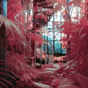 Peut inclure: Image infrarouge d'un jardin botanique aux tons roses. Un escalier en colimaçon en fer forgé monte à travers un feuillage dense. La scène est baignée d'une lumière rougeâtre, créant une atmosphère onirique. L'image capture les détails des plantes et de l'escalier.