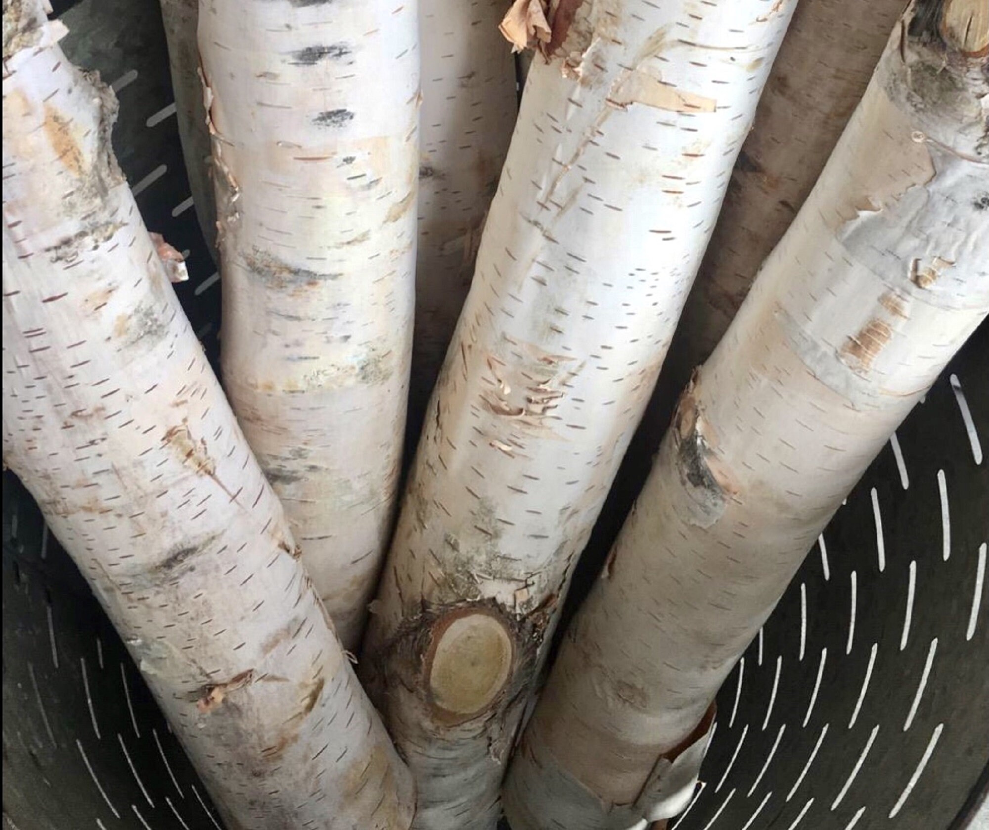 White Birch Logs Set of 4 Birch Poles 4 ft Long White Etsy