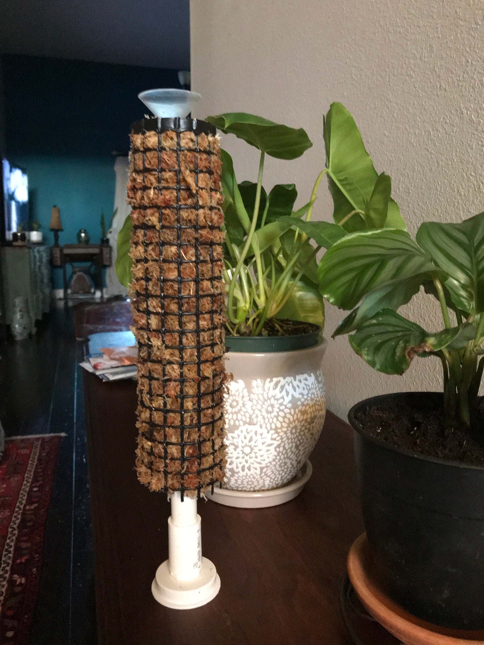 Moss Pole Selfwatering Moss Pole Etsy