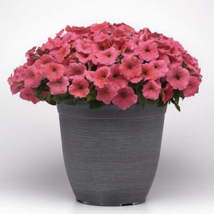 May include: A potted plant with pink petunias in a gray pot. The plant is in full bloom and the flowers are clustered together.
