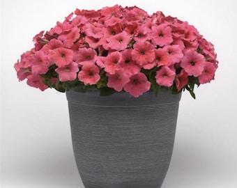 Petunia E3 Easy Wave Coral Live Plants/Plugs, 10 "baby" Plants Per Offer, Size 288 Plugs (see photos)