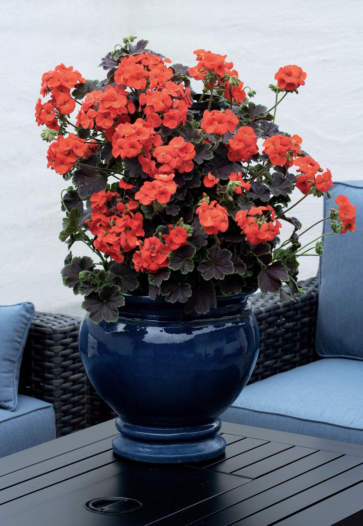 Géranium Unique spécialité grimpante hautes oranges sanguines sombres et belles plantes annuelles vivantes/plugs, 4 plantes par offre, mesure 3-4' de haut !