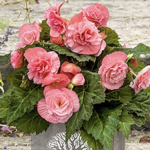 May include: A potted pink begonia plant with lush green leaves. The plant is in a gray pot with a decorative design.
