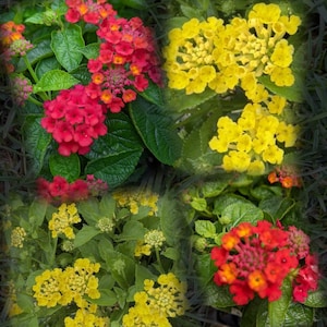 May include: A collage of vibrant lantana flowers in shades of red and yellow. The flowers are clustered together, surrounded by green leaves. The image is a close-up, showcasing the intricate details of the blooms.