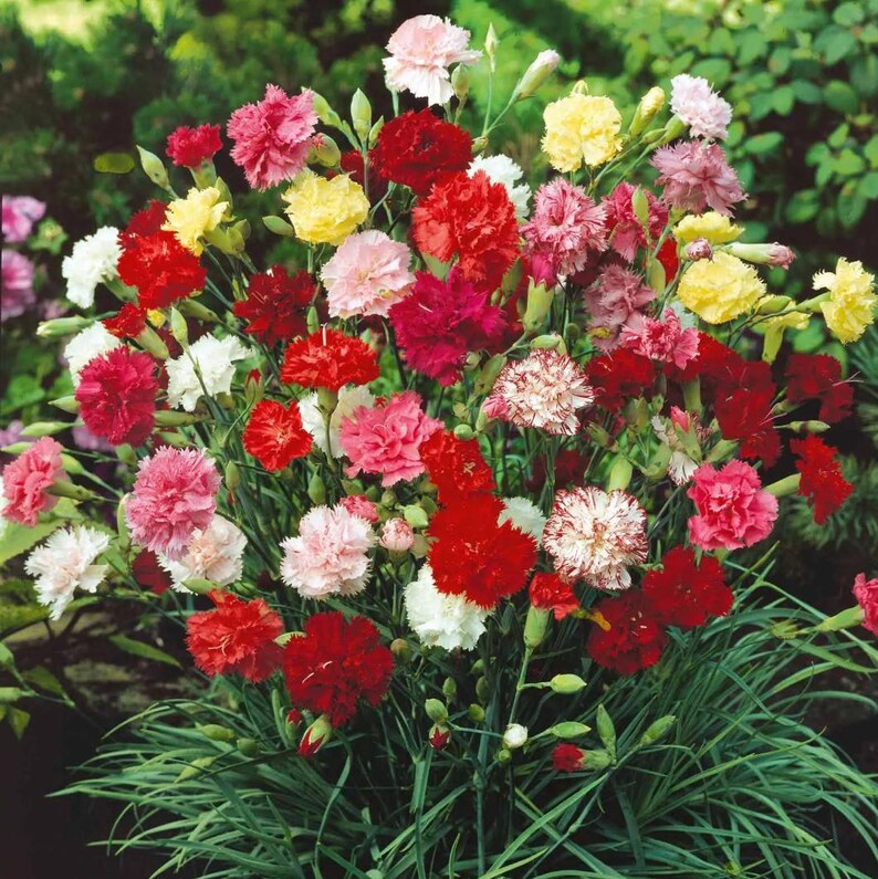 Carnations Grenadin Mix Live Perennial Plants/plugs, 4 