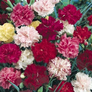 Carnations Grenadin Mix Live Perennial Plants/plugs, 4 