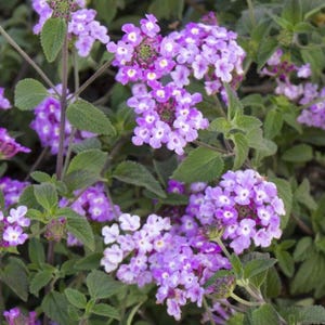 May include: A close-up of a bush with clusters of small, light purple flowers. The flowers have a white center and are arranged in a dense, rounded shape. The leaves are green and have a slightly fuzzy texture.