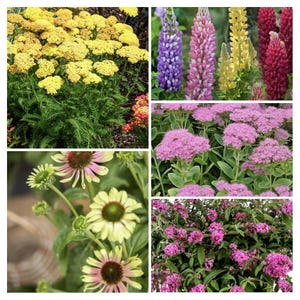 May include: A collage of garden flowers featuring clusters of yellow yarrow, tall spikes of purple, pink, yellow, and red lupines, pink sedum blooms, pale green and pink coneflowers, and a shrub with small clusters of vibrant pink flowers.