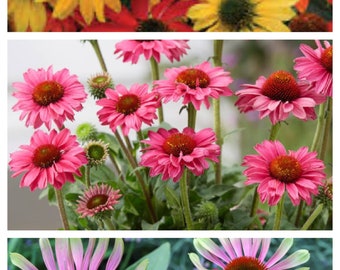 Echinacea Sampler, Three Varieties: PollyNation Magenta, Cheyenne Spirit, Green Twister Live Perennial Plants/Plugs, 6 "baby" Plants Per Off