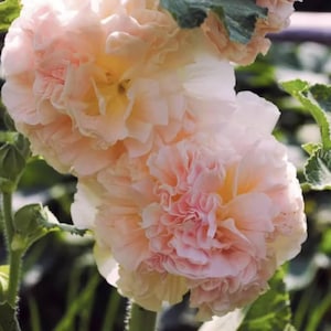 May include: Close-up of a cluster of pale pink hollyhock flowers with ruffled petals. The flowers are in bloom and have a delicate, feminine appearance.