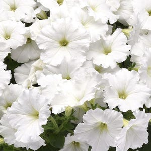 May include: A close-up of a cluster of white petunia flowers. The flowers have ruffled edges and a yellow center. Green leaves are visible between the flowers, creating a natural, floral arrangement.