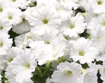 Petunia E3 Easy Wave White Live Plants/Plugs, 10 "baby" Plants Per Offer, Size 288 Plugs (see photos)
