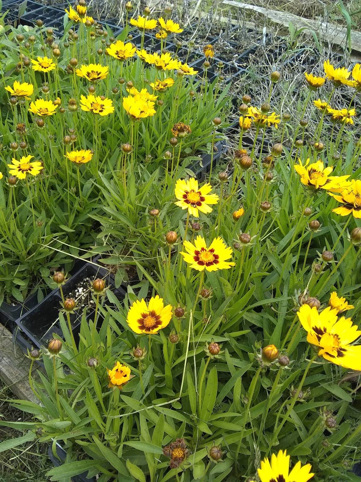 Coreopsis 'Sunkiss' Live Perennial Plants/Plugs 5 Etsy