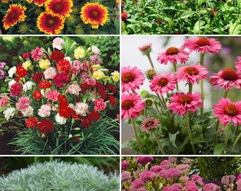Sunny Delight Perennial Collection, 6 "baby" plant plugs/live perennial plants for sunny garden locations