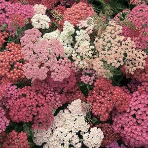 Puede incluir: Primer plano de una variedad de flores de milenrama rosa, blanca y roja en flor. Las flores están agrupadas en una masa densa, creando una exhibición colorida y vibrante.