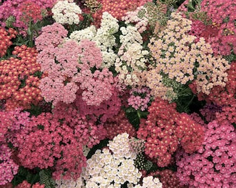 Achillea (Yarrow) "Summer Berries" Live Perennial Starter Plants/Plugs, 4 Plants, Size 144 Plugs