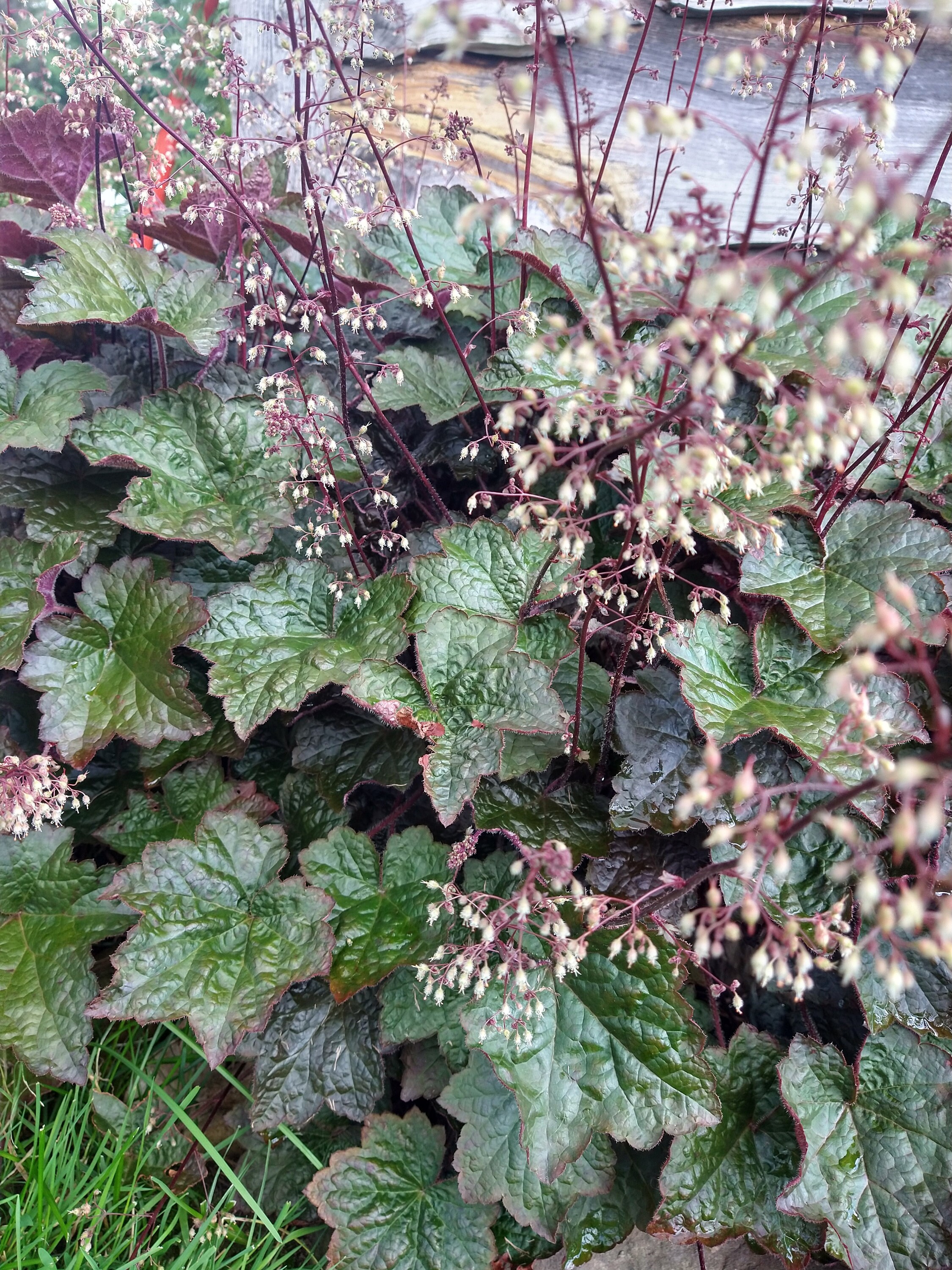 Heuchera 'purple Palace' AKA Coral Bells Shade Loving Live Perennial