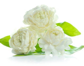 Arabic Jasmine Plant | Etsy