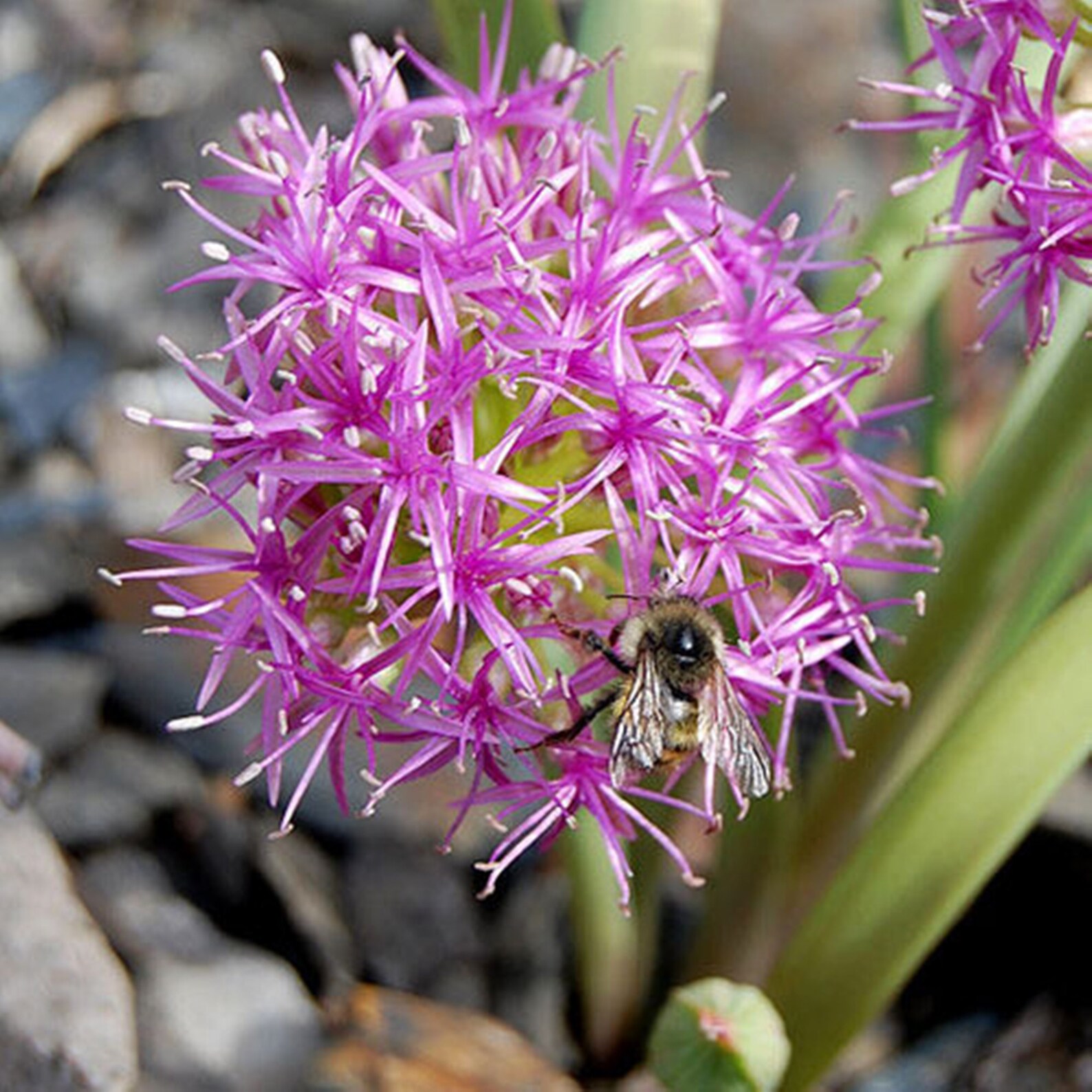 Allium Platycaule Flower Seeds Rare Seeds Heirloom Seeds