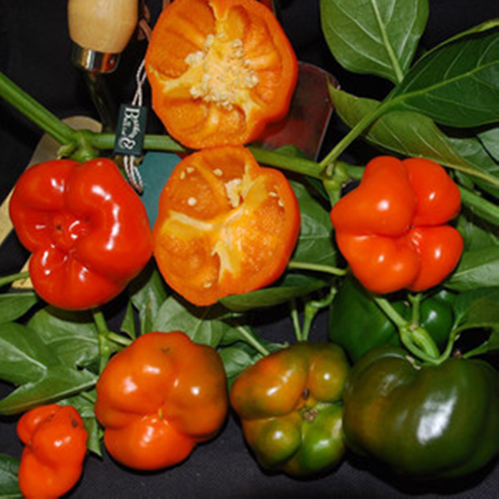 Orange Bell Pepper Seeds Rare Seeds Heirloom Seeds Fresh Etsy