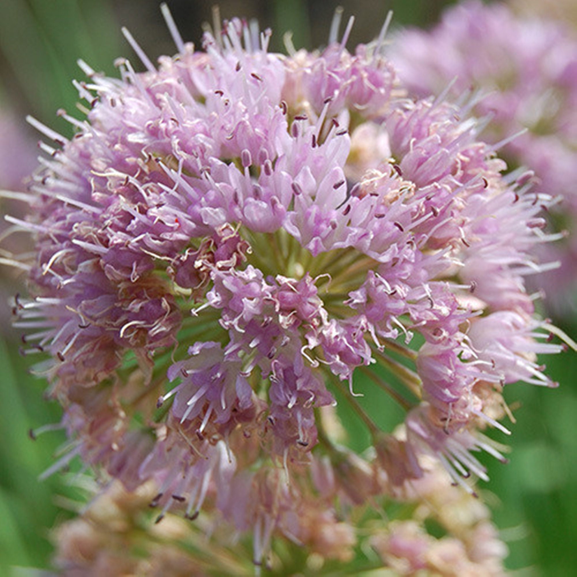 Allium Nutans Flower Seeds Rare Seeds Heirloom Seeds Fresh