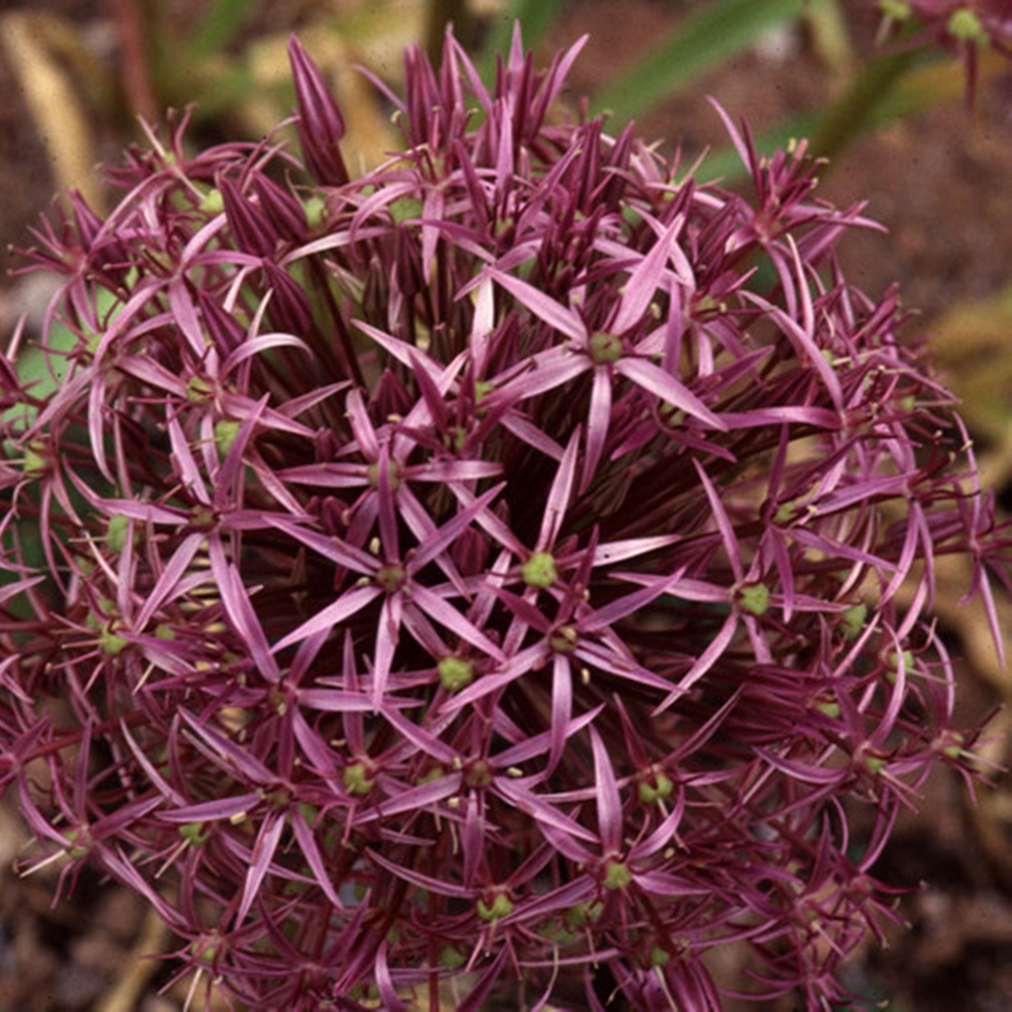 growing allium christophii from seed