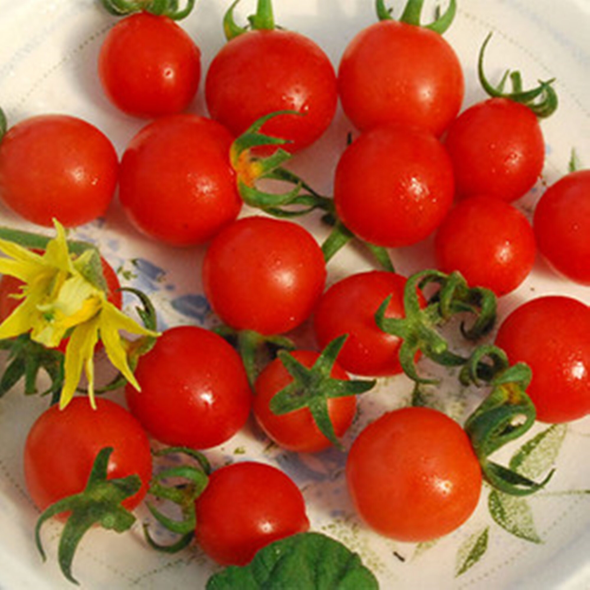 Texas Wild Tomato Seeds Rare Seeds Fresh Seeds Heirloom Etsy