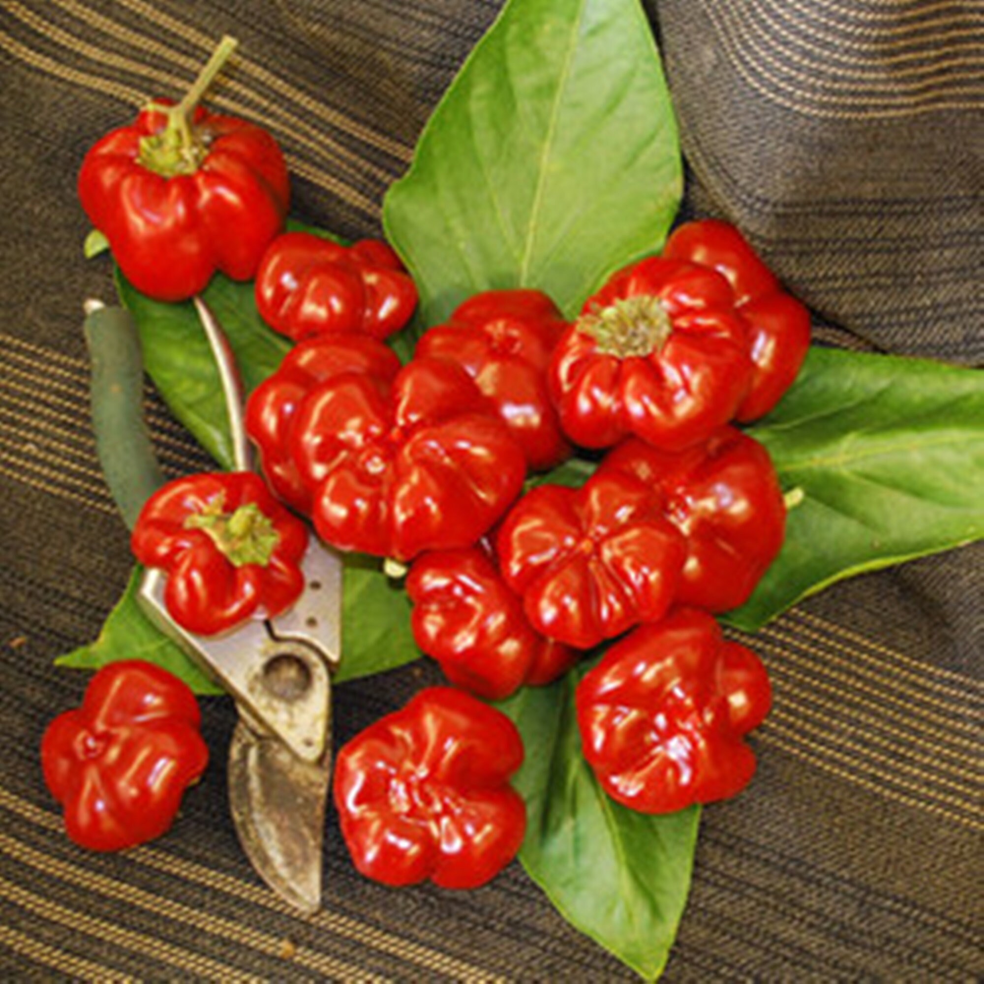 King Of The North Pepper Seeds Rare Seeds Heirloom Seeds Etsy King Of The North Pepper Seeds Rare Seeds Heirloom Seeds Etsy