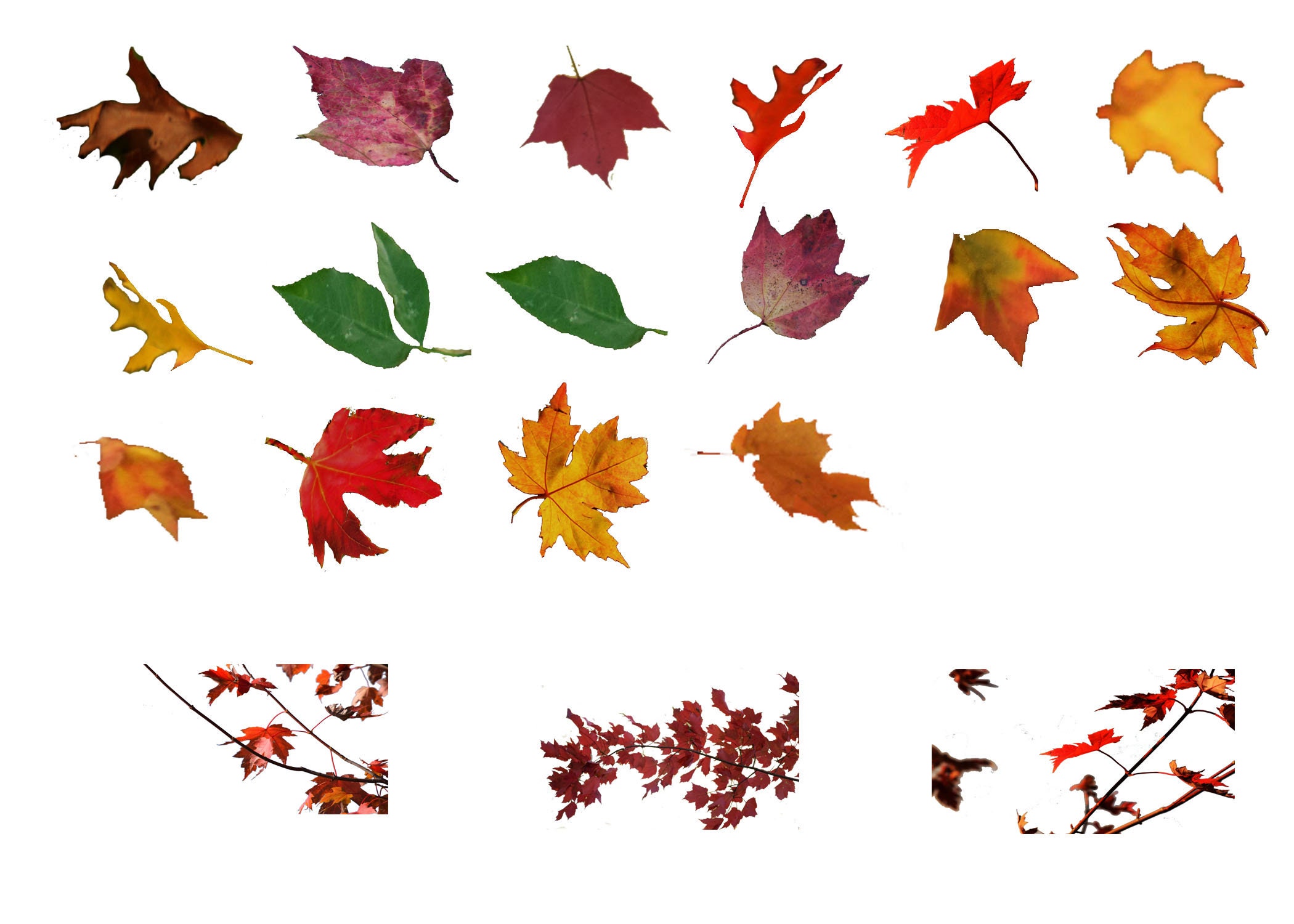 30 Leaf Overlays for Etsy