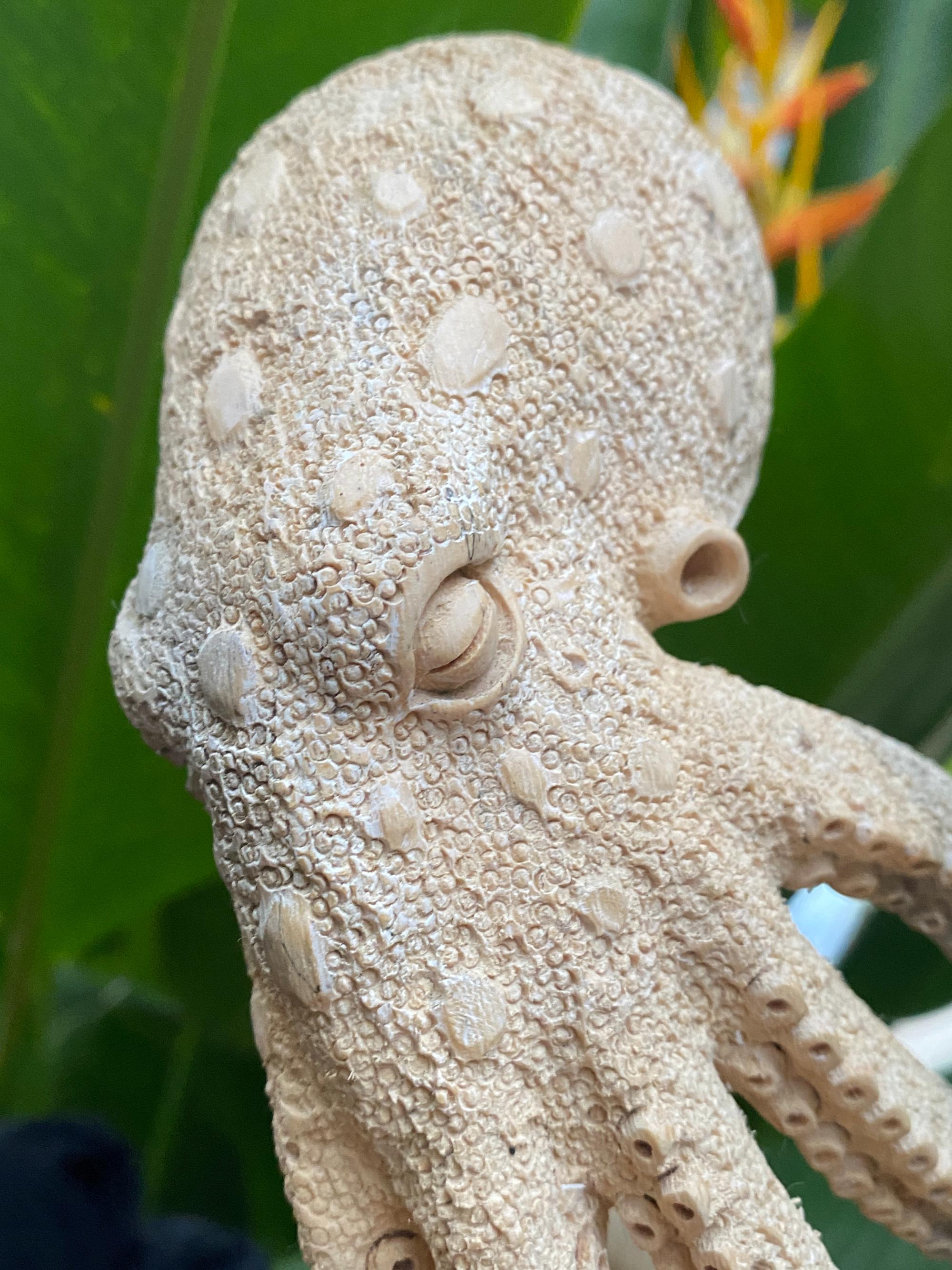 Hand Carved Tamarind Wood Skull: Octopus Antler Sculpture - Etsy