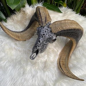 genuine Huge 27&#39;&#39; Goat Skull, Carved Ram Skull, Sheep Skull, Carved Animal skull