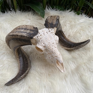 Curved Carved Ram Skull with gorgeous design CARVING Bali Art Skull Animal Skull