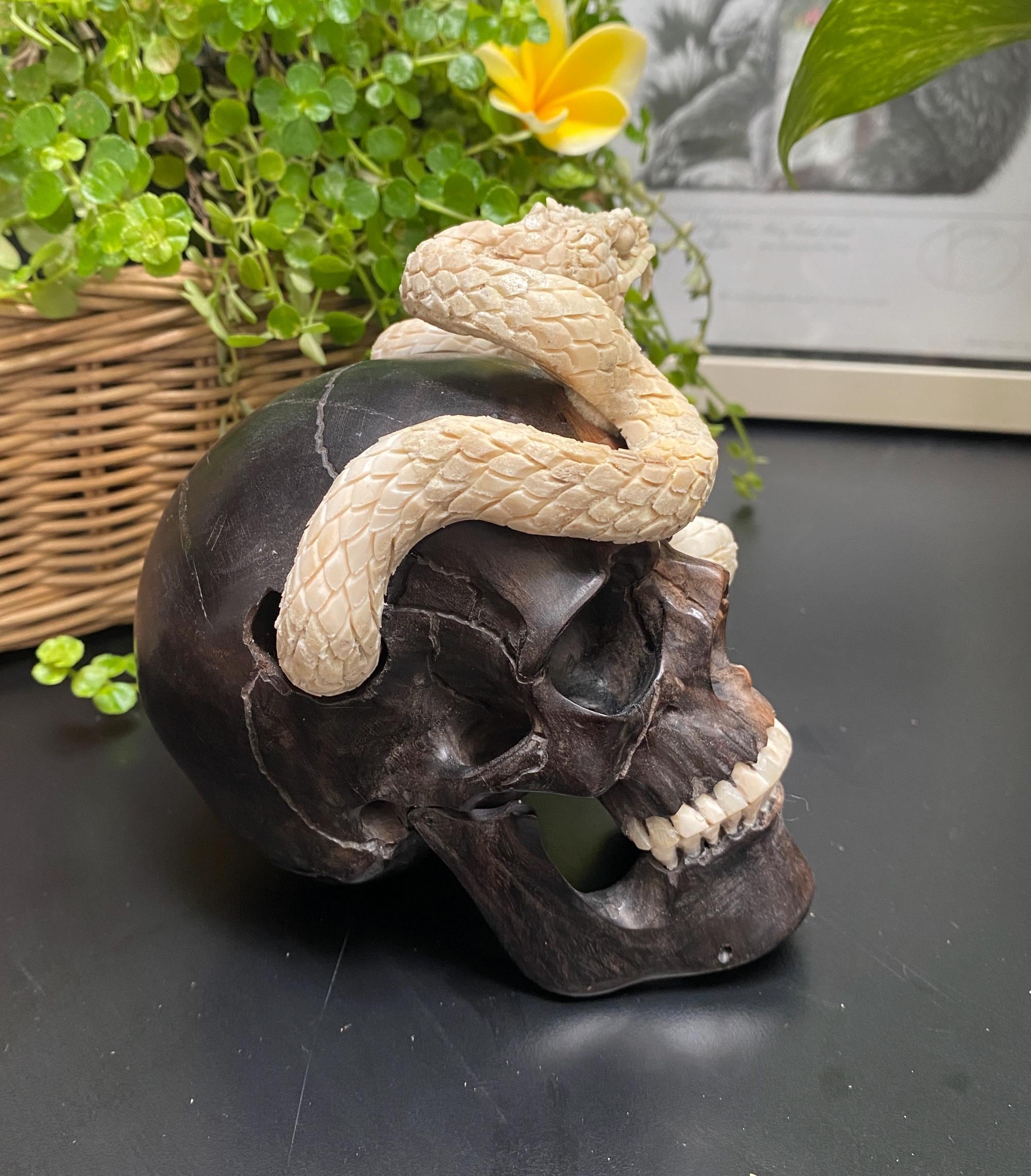 Cobra Snake Skull Wooden Sculpture, Antler Carving, Realistic Jaws