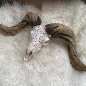 Beautiful Goat Skull Ram Skull Carved Skull White Skull With Stars,  Skulls, Timeless, Animal Skull, 28 Inches
