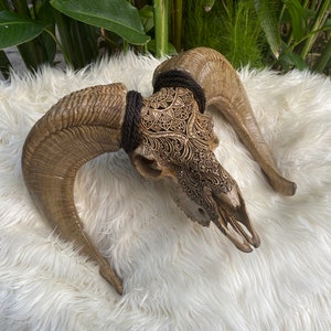 Ram Skull Carved Goat Skull Animal Skull Mandala buffalo longhorns Animal Bull