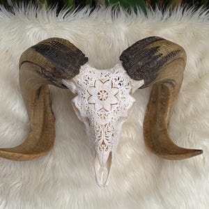 Goat Skull, Carved Ram Skull with Filigree Star Carving, Bali Art Skull Art Ram Skull Carved Animal skull Huge 19 Inches