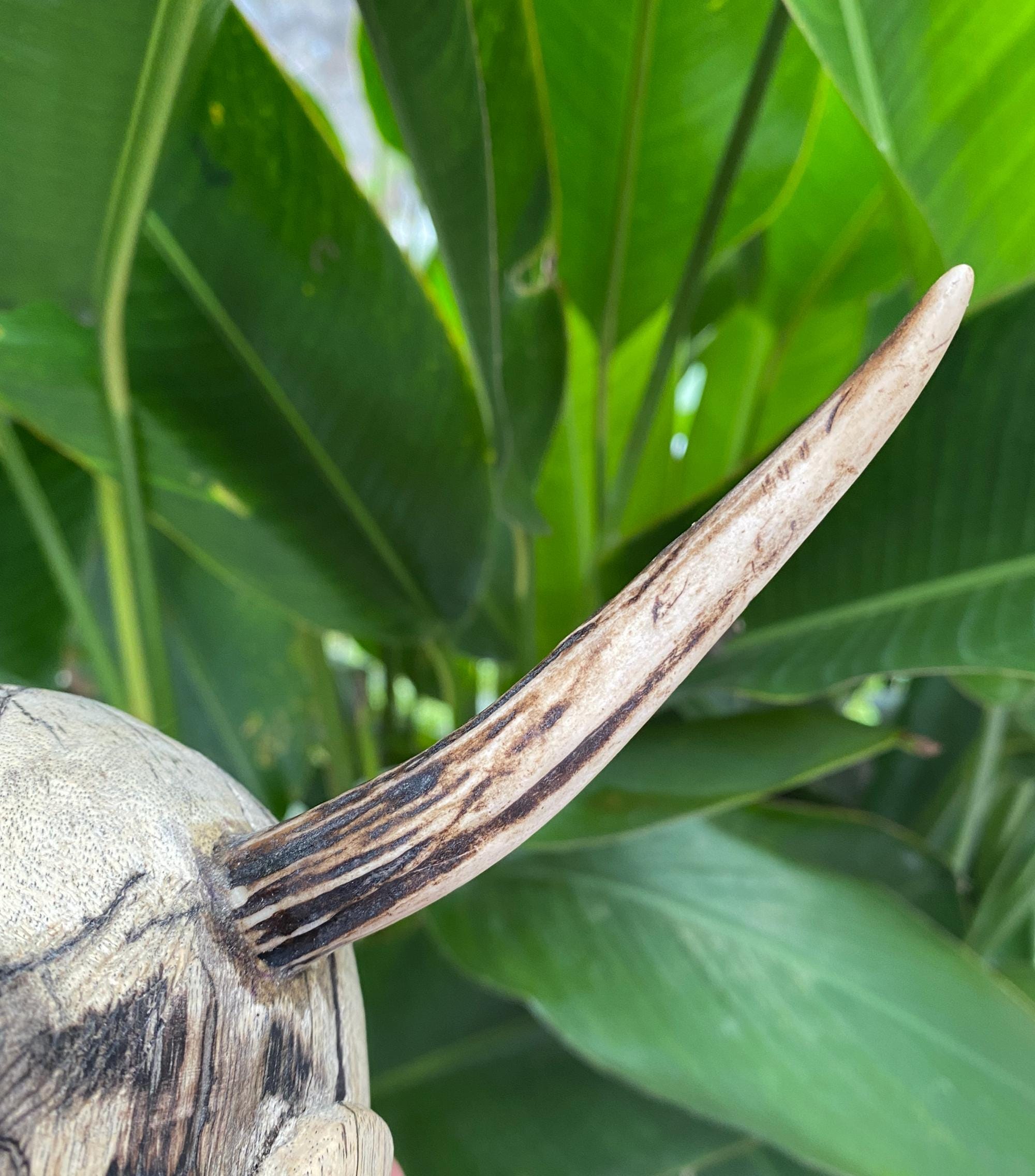Timber Devil Carved Tamarind Wood Devil Figure With Antler Horns - Etsy