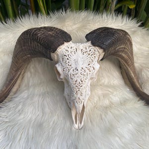 Carved Ram Skull Carved Goat skull with lovely Filigree  Carving, Animal Skull, Buffalo Skull, Balinese Carving