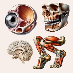 May include: A detailed anatomical illustration of the human body, featuring a cross-section of an eye, a human skull, a brain, and a leg with visible muscles and bones.