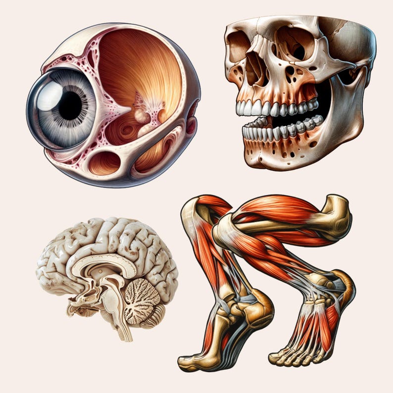 May include: A detailed anatomical illustration of the human body, featuring a cross-section of an eye, a human skull, a brain, and a leg with visible muscles and bones.