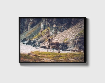 Reindeer Photo, Wildlife Wall Art, Nature Canvas Print, Arctic Animal Picture, Winter Landscape, Majestic Antlers, Rudolph Portrait,