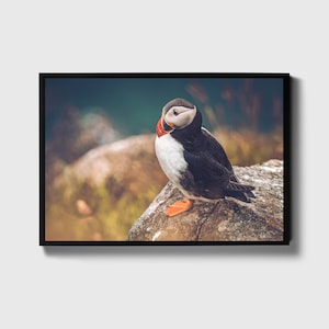 Puffin Photo Print, Puffin Snapshot, Photo Art Print, Puffin Wall Decor, Puffin Home Decor, Puffin Wall Art, Bird Photo Print, image 1