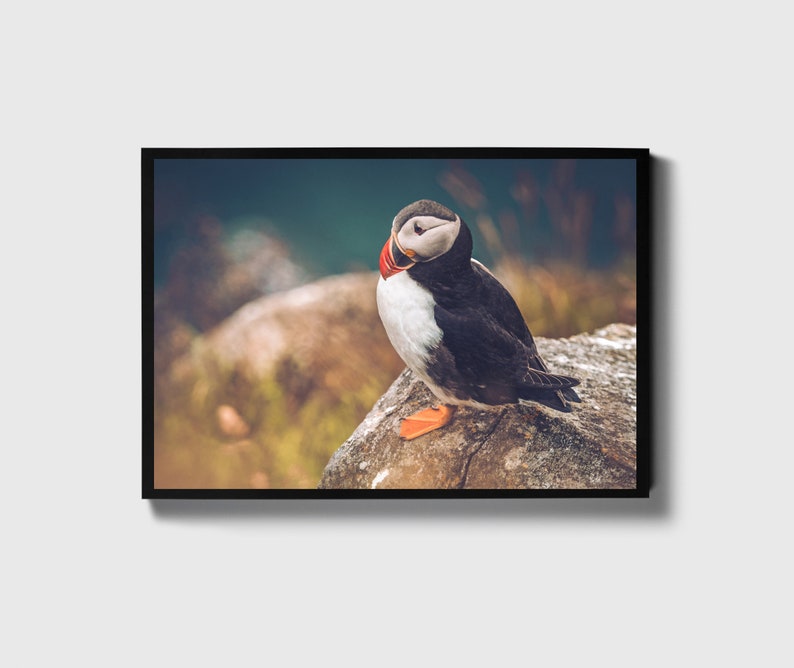 Puffin Photo Print, Puffin Snapshot, Photo Art Print, Puffin Wall Decor, Puffin Home Decor, Puffin Wall Art, Bird Photo Print, image 1