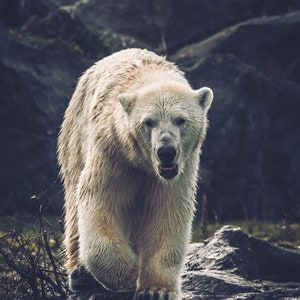 Polar Bear Printable, Digital Download arctic animal art, wildlife wall decor, digital download art, animal lover gift, snow bear photograph image 3