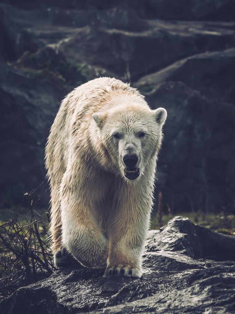 Polar Bear Printable, Digital Download arctic animal art, wildlife wall decor, digital download art, animal lover gift, snow bear photograph image 3